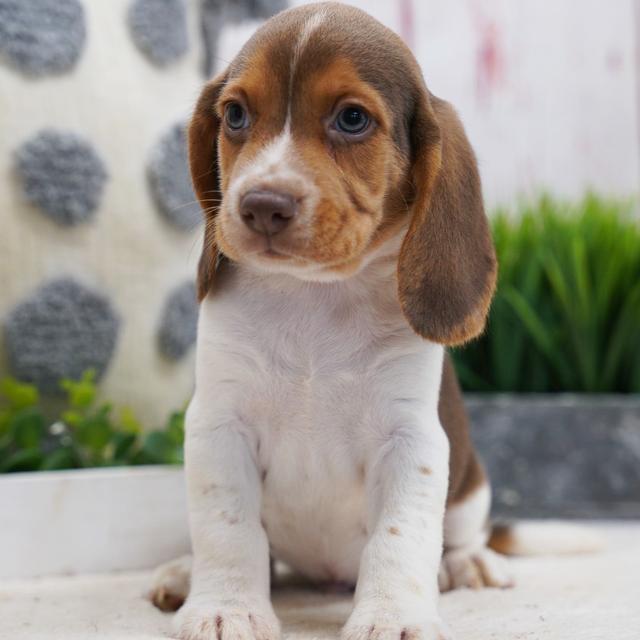 Chandler - Beagle