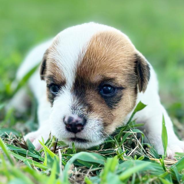 Josie - Jack Russell Terrier