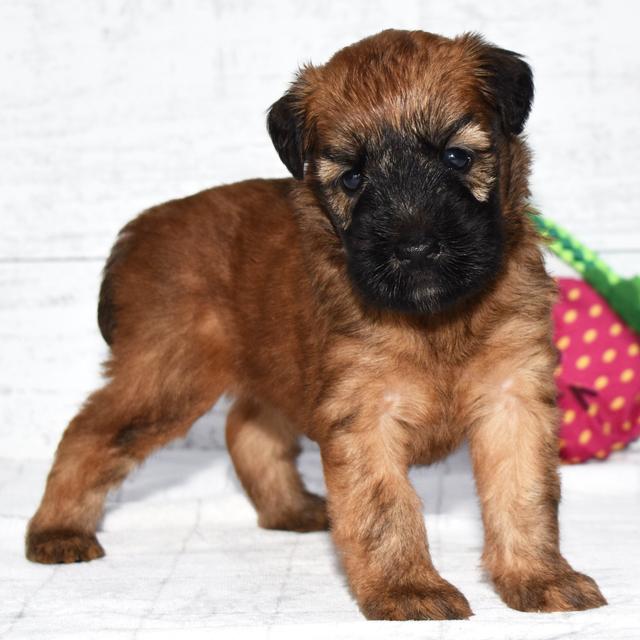 Piper - Soft Coated Wheaten Terrier