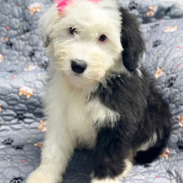 Brite - Old English Sheepdog