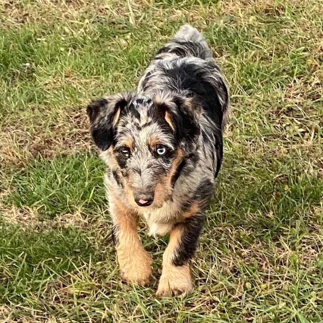 Beckham - Corgipoo