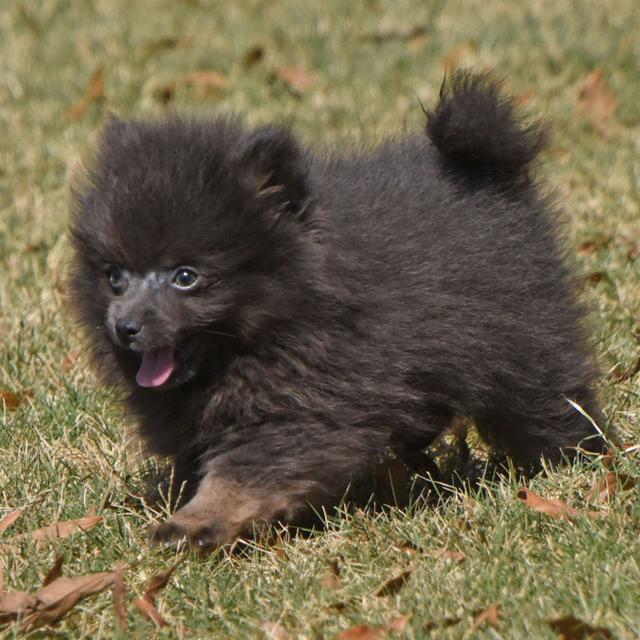 Franc - Pomeranian