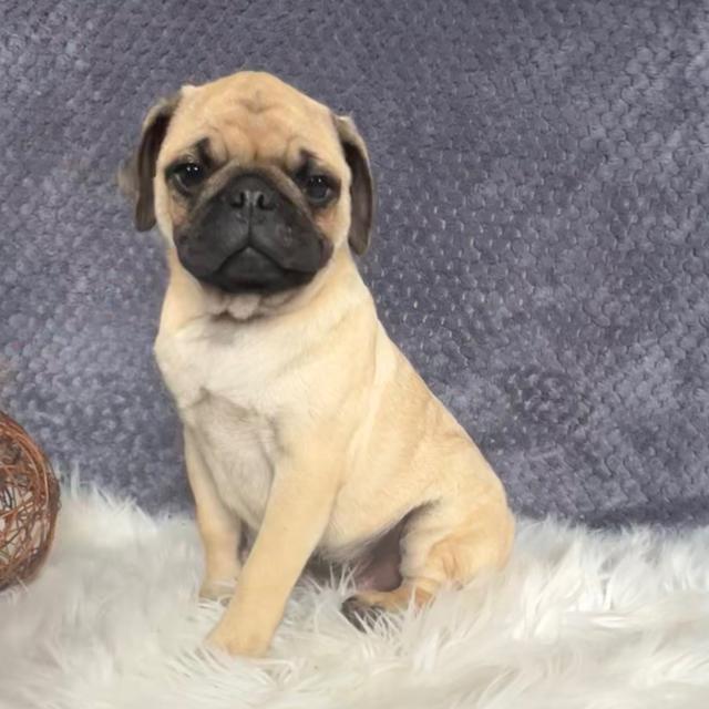 Travis - Pug