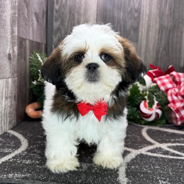 Icon - Shih Tzu