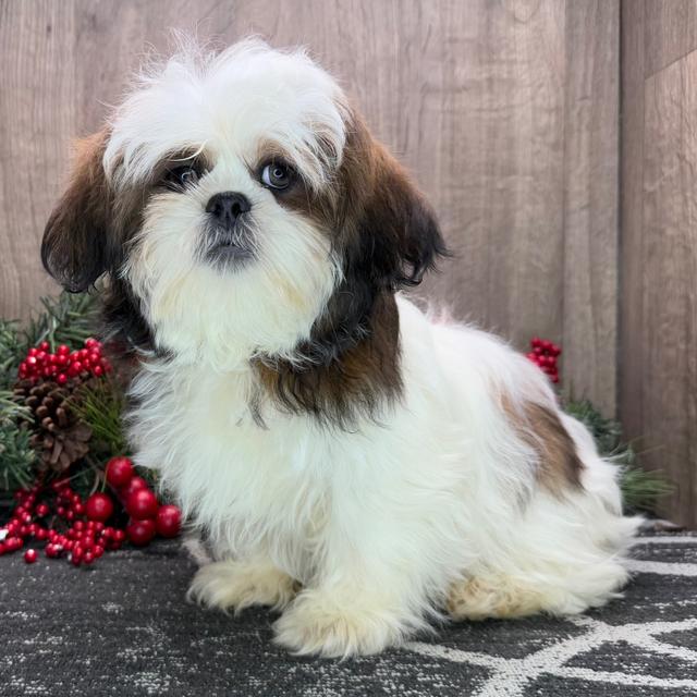 Icon - Shih Tzu