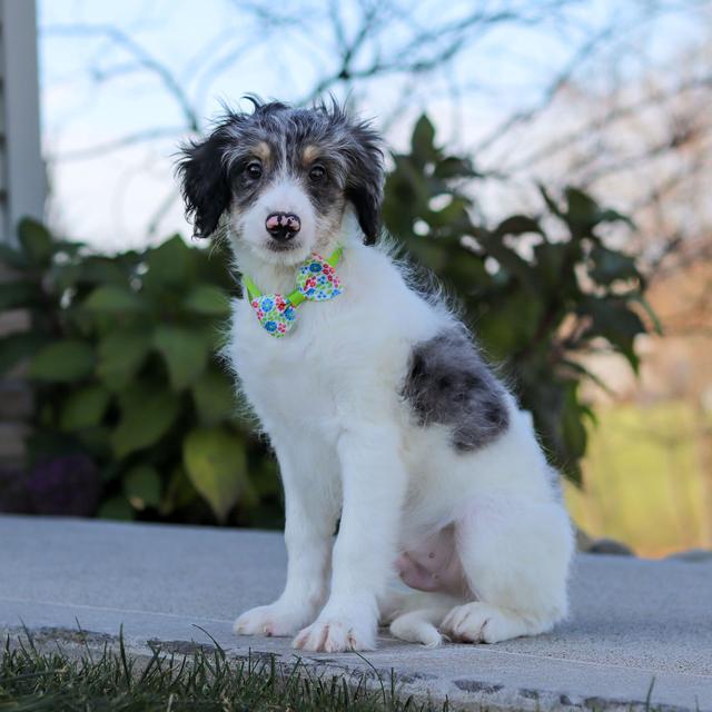 Freddy - Bernedoodle