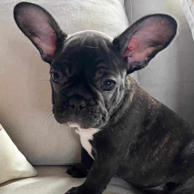 Cricket - French Bulldog