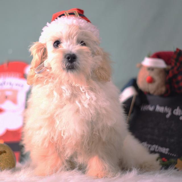 Vance - Maltipoo