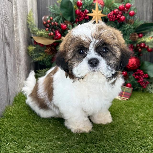 Boto - Shih Tzu