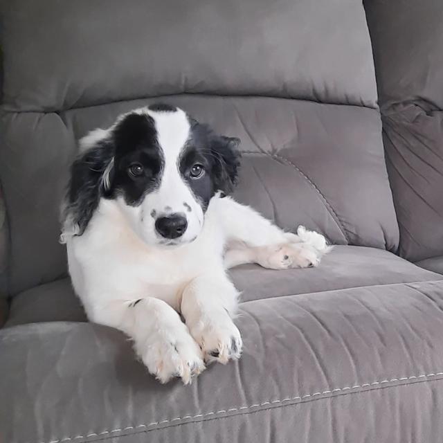 Marlow - Portuguese Water Dog