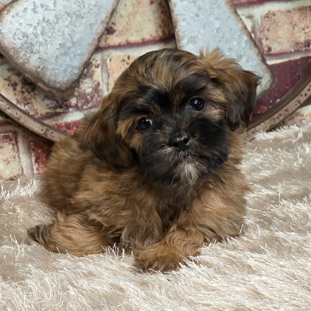 Ziggy - Shihpoo