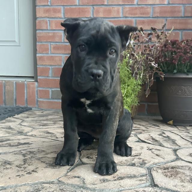 Jenna - Cane Corso