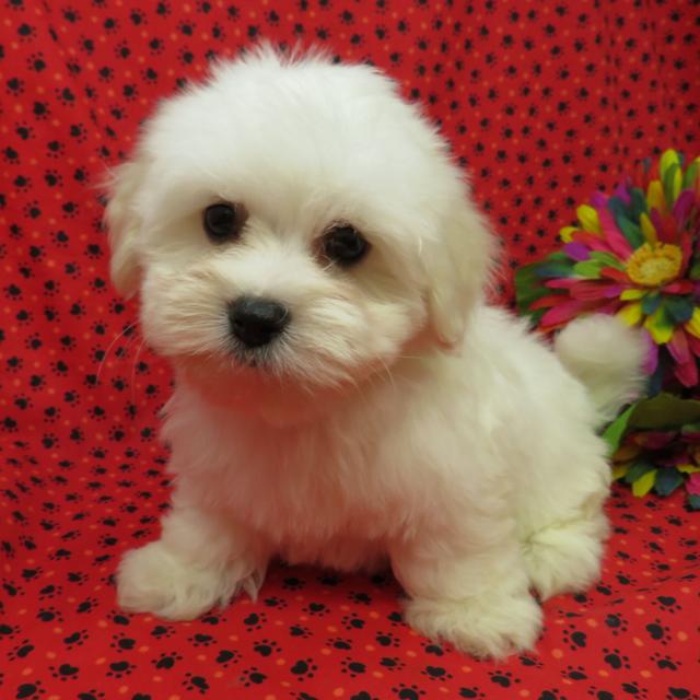 Sam - Coton de Tulear