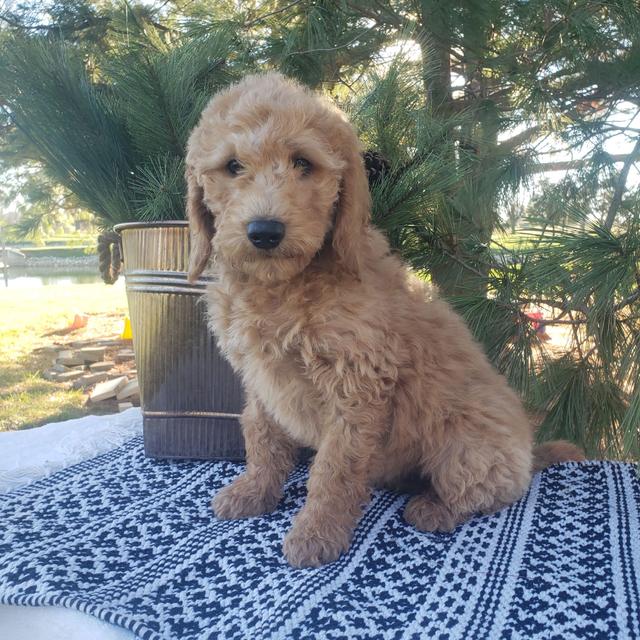 Rosie - Goldendoodle