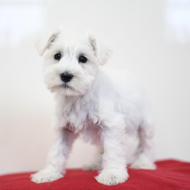 Daisy - Miniature Schnauzer