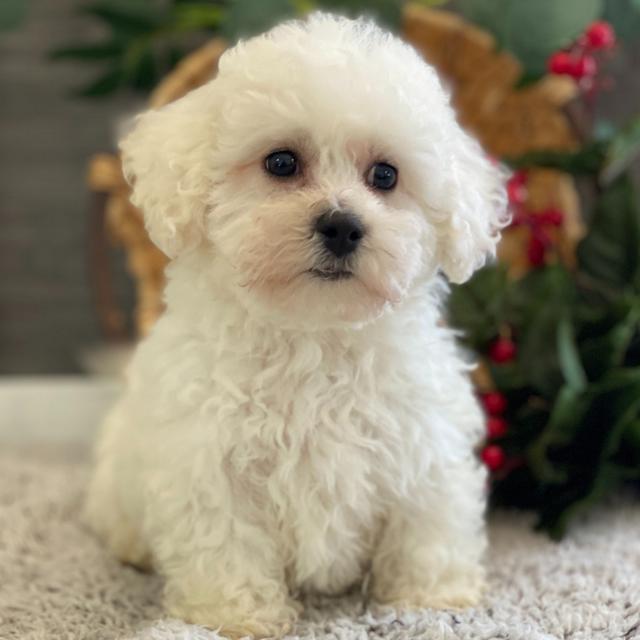 Neely - Bichon Frise