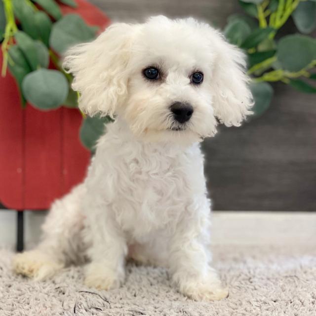 Neely - Bichon Frise