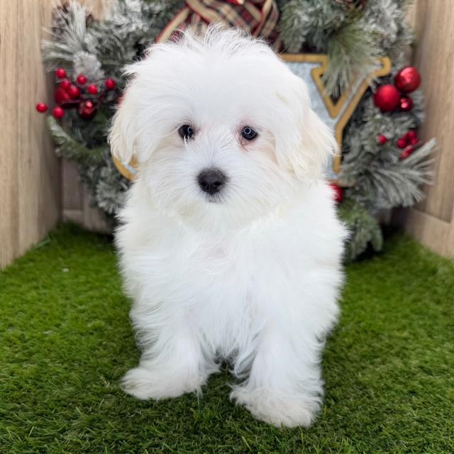 Brady - Maltese