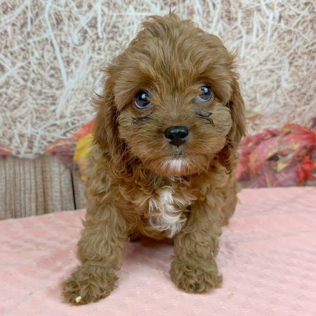 Latte - Cavapoo