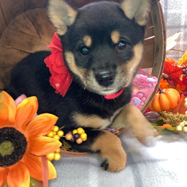 Choko - Shiba Inu