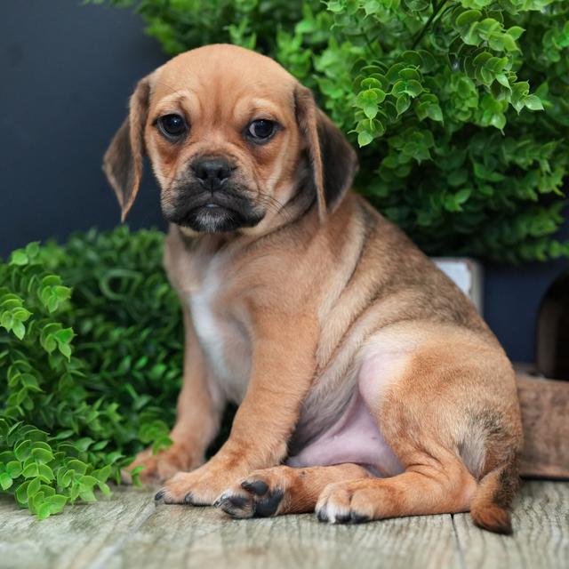 Griffin - Puggle