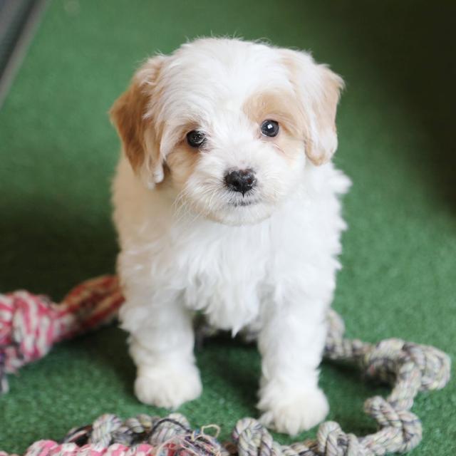 Zachary - Goldendoodle