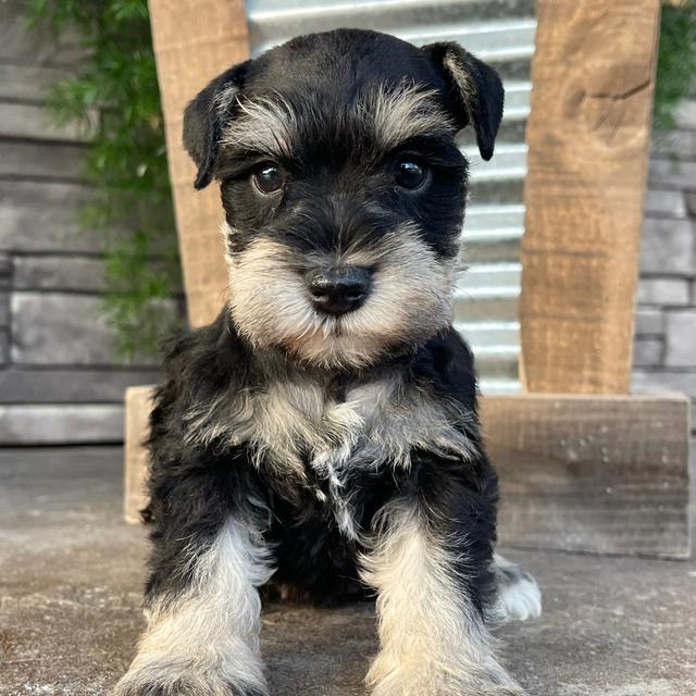 Jackie - Miniature Schnauzer