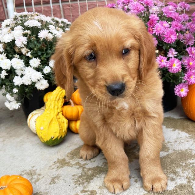 Elf - Golden Retriever