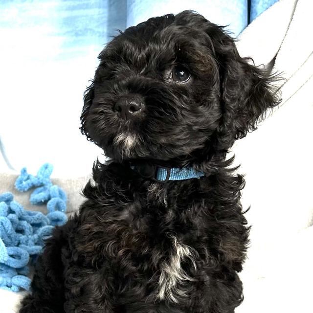 Arlo - Cockapoo