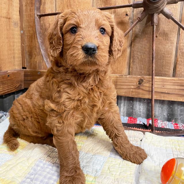 Roman - Goldendoodle