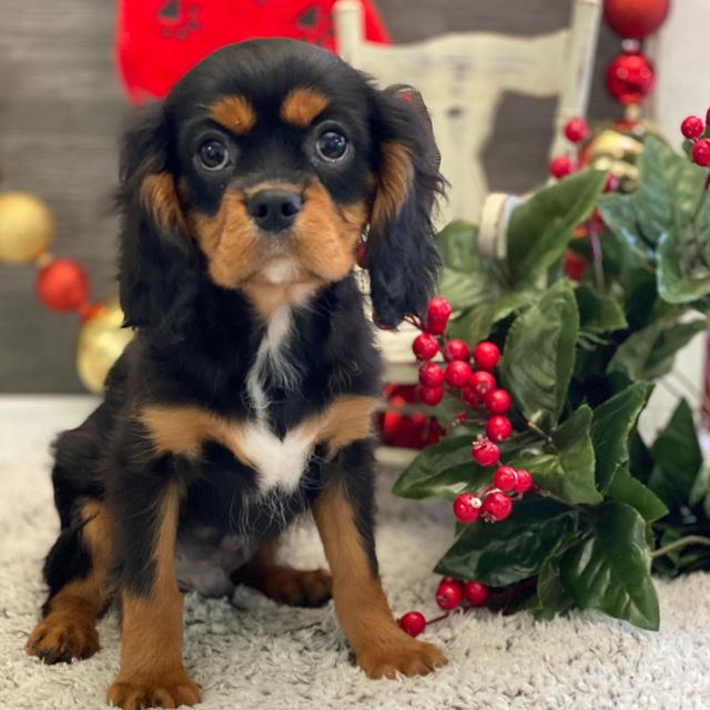 Satchel - Cavalier King Charles Spaniel