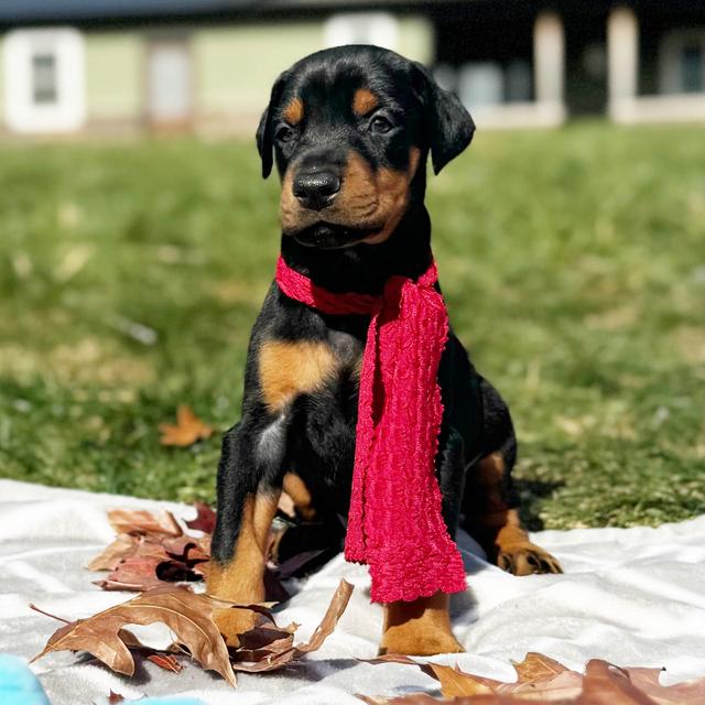 Bonez - Doberman Pinscher