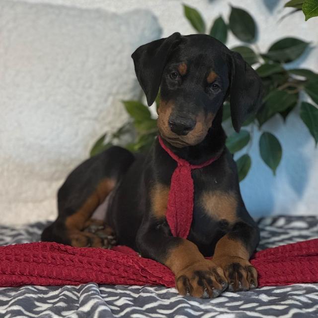 Bonez - Doberman Pinscher