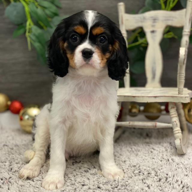 Prescott - Cavalier King Charles Spaniel