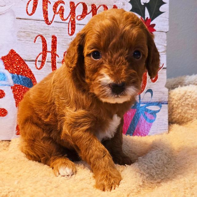 Jingle - Goldendoodle