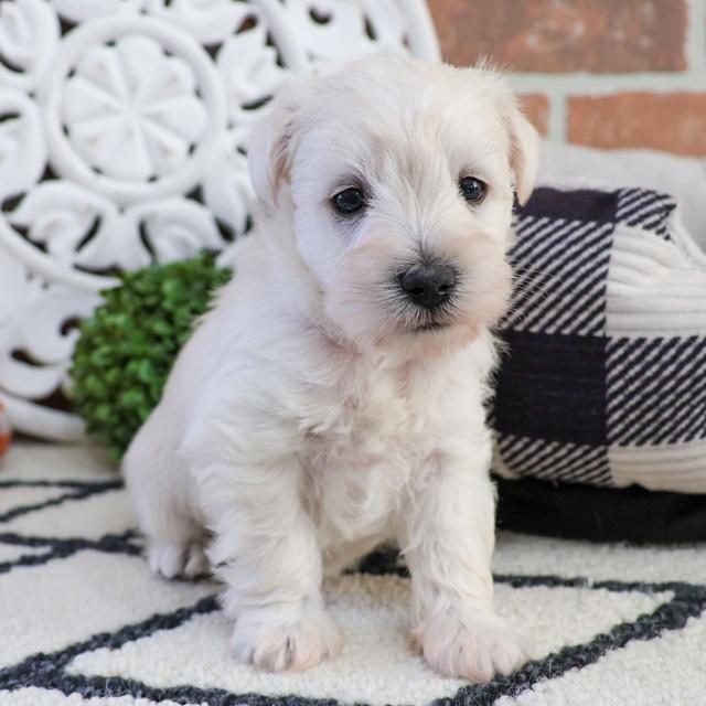 Harrison - Miniature Schnauzer