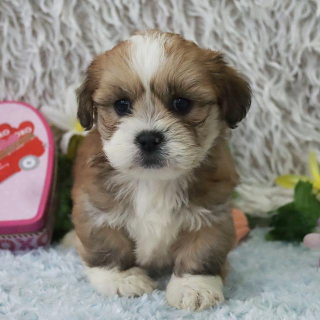 Maddie - Lhasa Apso