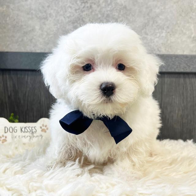 Timothy - Coton de Tulear