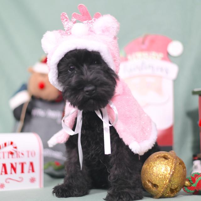 Brooke - Miniature Schnauzer