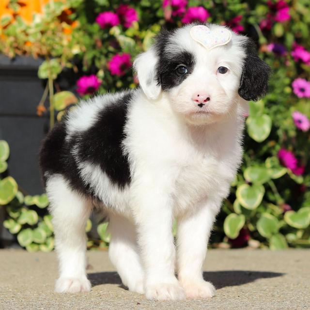 Brooke - Sheepadoodle