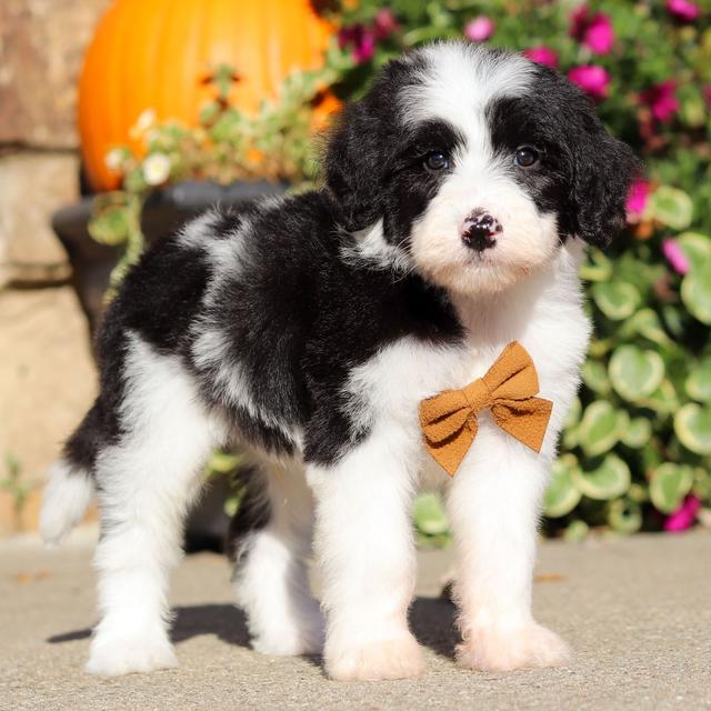 Justin - Sheepadoodle