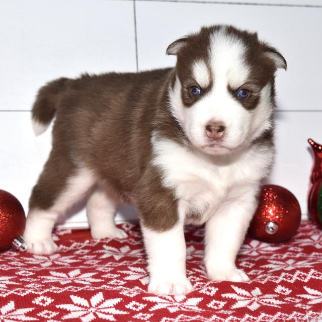 Chico - Siberian Husky