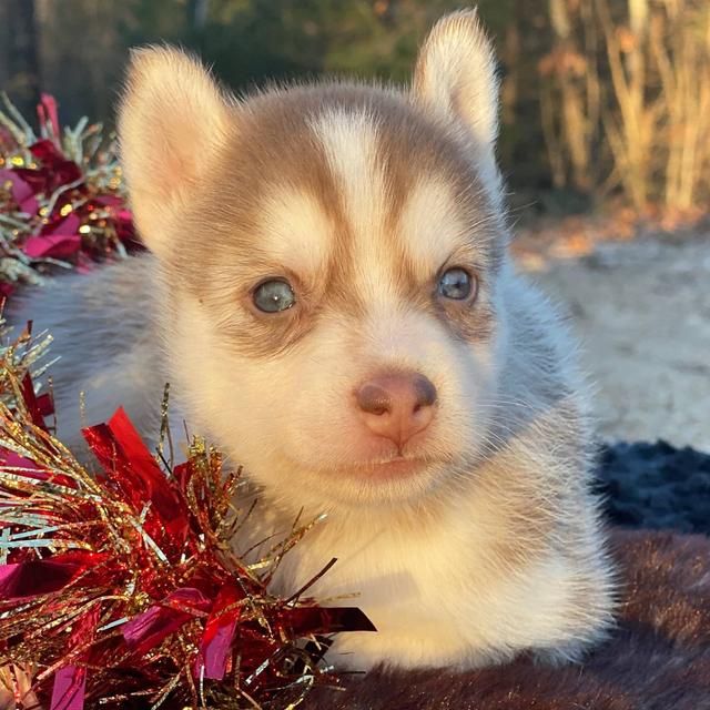 Glacier Ginger - Pomsky