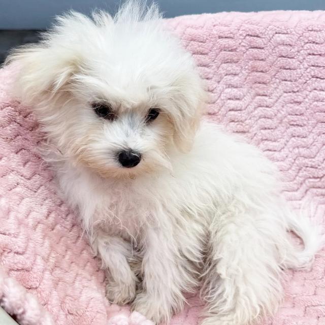 Maggie - Maltese