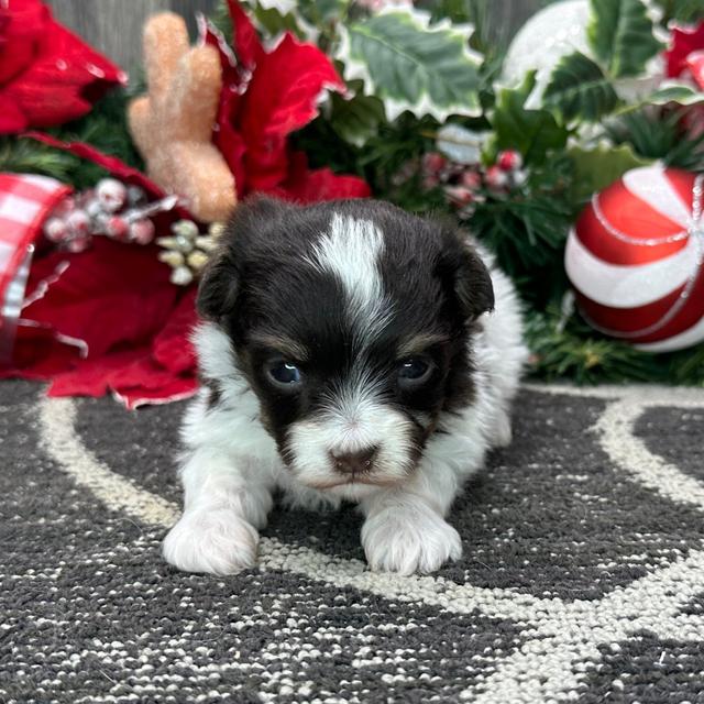 Ben - Havanese