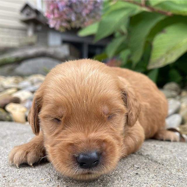 Neven - Golden Retriever