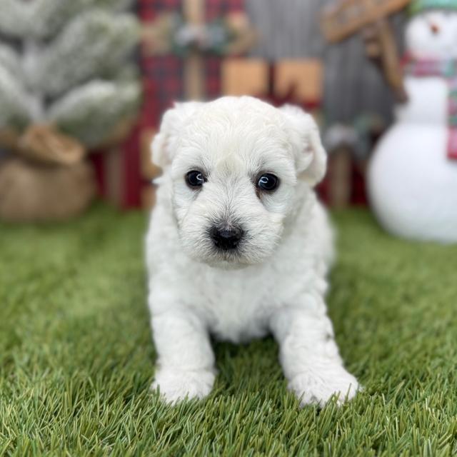 Homer - Coton de Tulear