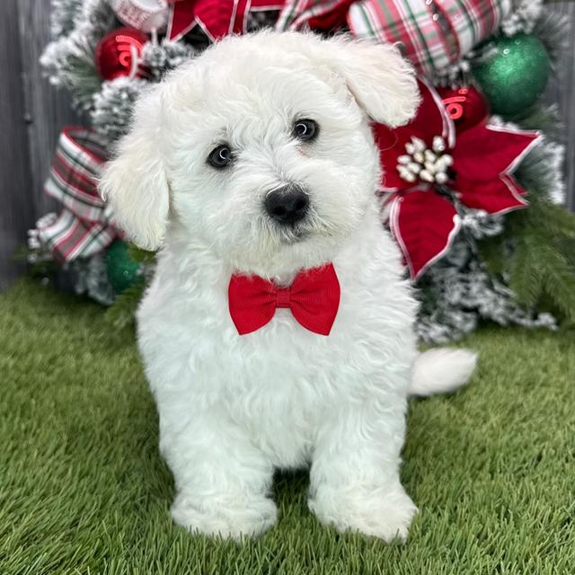 Homer - Coton de Tulear