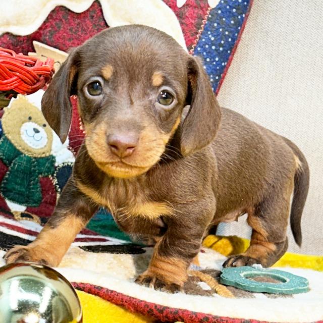 Darla - Dachshund