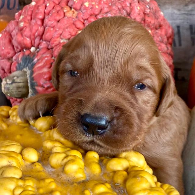 Coal - Golden Retriever